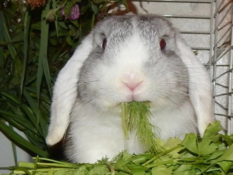Кролик укропчик. Укроп и кролик. Кролик ест петрушку. Лопух для кроликов. Можно кроликам укроп