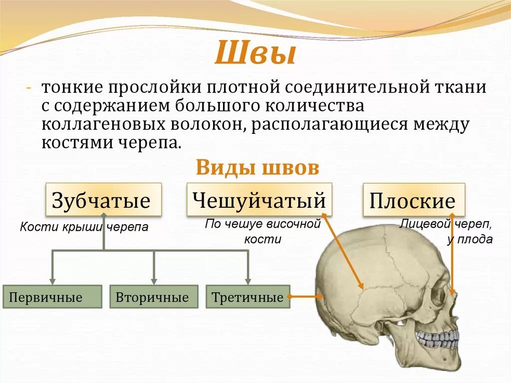 Деформация кости черепа. Соединения костей черепа анатомия швы. Основные швы мозгового отдела черепа. Соединение костей черепа кратко. Соединение костям черепа швы.