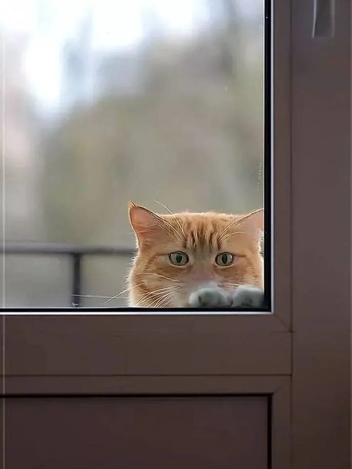 Кот за дверью. Дверь для кота. Включи веселый кот doors. Котик у окна. Кот открывает дверь.