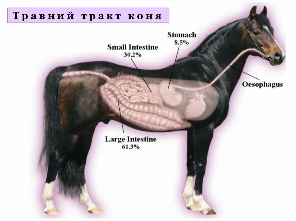 Кишечник лошади. Кишечник лошади строение. Строение желудка лошади. Кишечник лошади анатомия.
