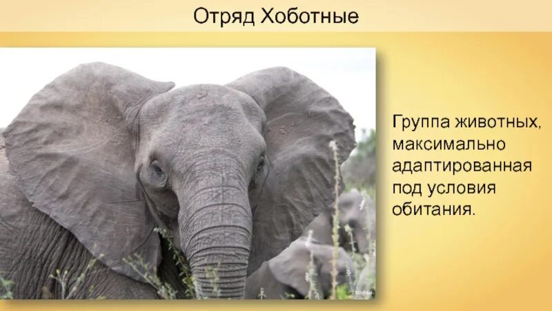 Представители хоботных. Хоботные представители. хоботные млекопитающие среда обитания. отряд хоботные, отряд приматы. хоботные и приматы.
