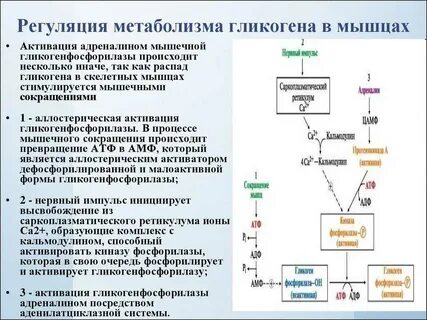 В печени гликоген синтезируется