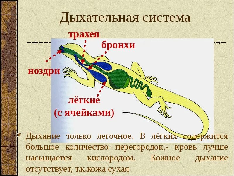 Строение рептилий кратко. Дыхательная система пресмыкающихся 7. Строение функции дыхательной системы рептилий. Дыхательная система пресмыкающихся 7 класс. Пресмыкающиеся строение дыхательной системы.