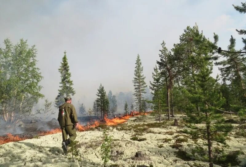 Лесные пожары на границе. Мурманск лес. Лесной рубеж охраны. Тайбольское лесничество в Мурманской области.