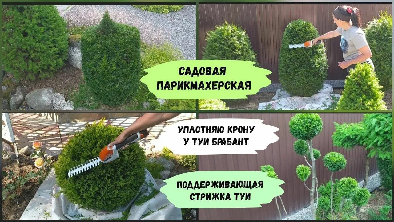 Можно стричь тую в августе