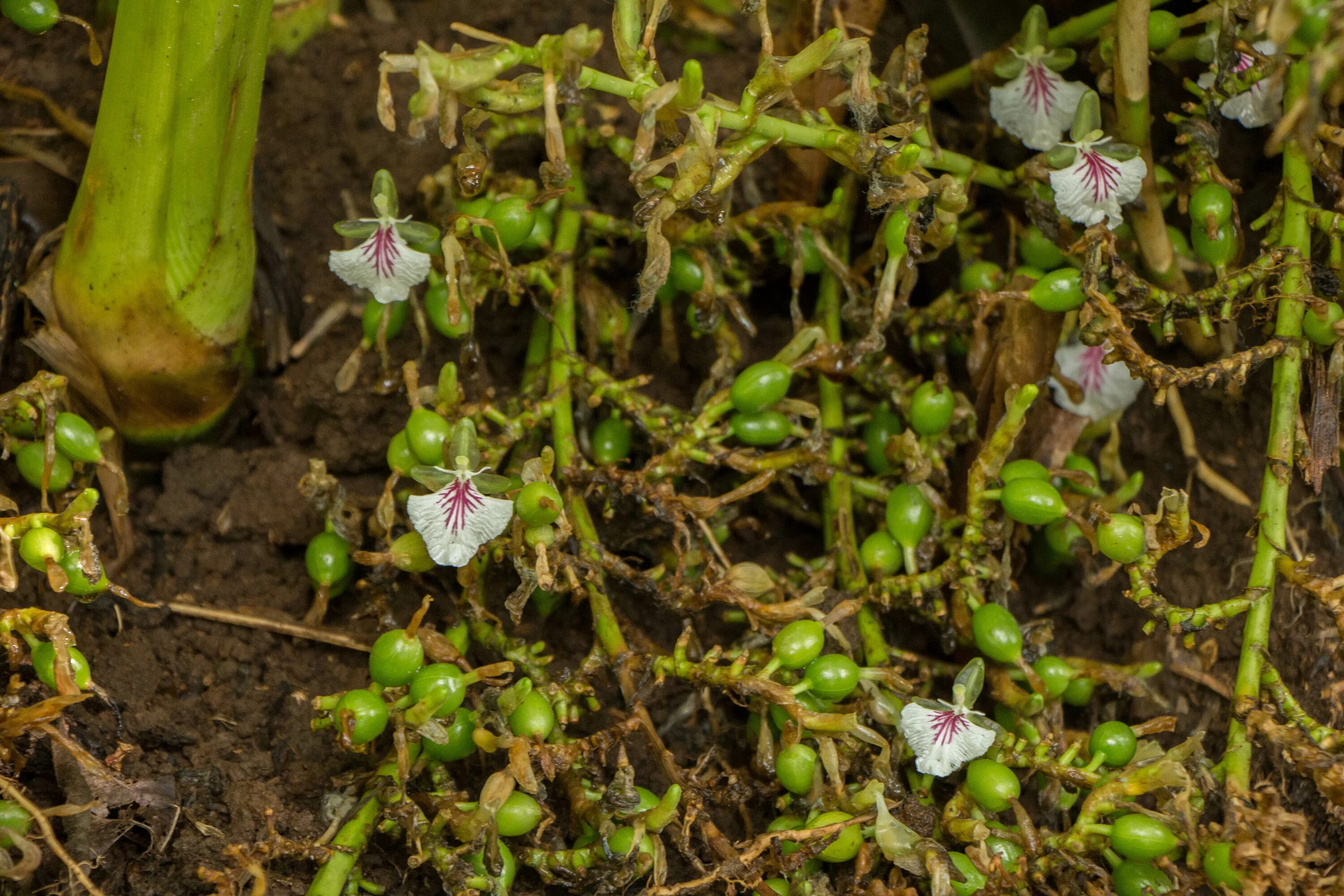 Knows that plants. Кардамон рассада. Кардамон ростки. Прорастить кардамон. Кардамон из семян.