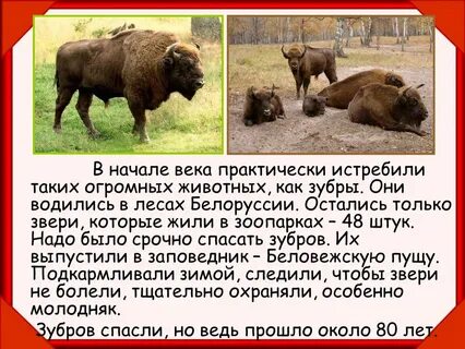 Теперь зубров не только охраняют