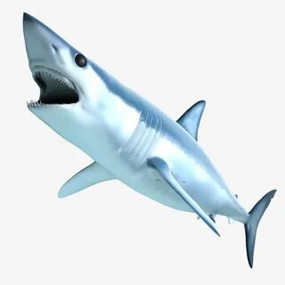 Mako shark gif