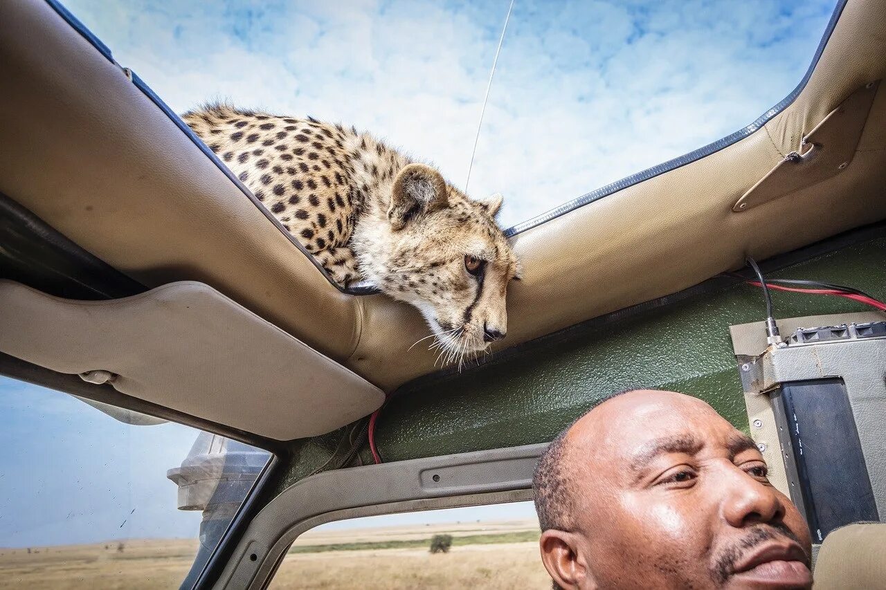 Необычные животные. Смешные ситуации. Интересные собаки. Ситуации животных. Необычная дружба животных.