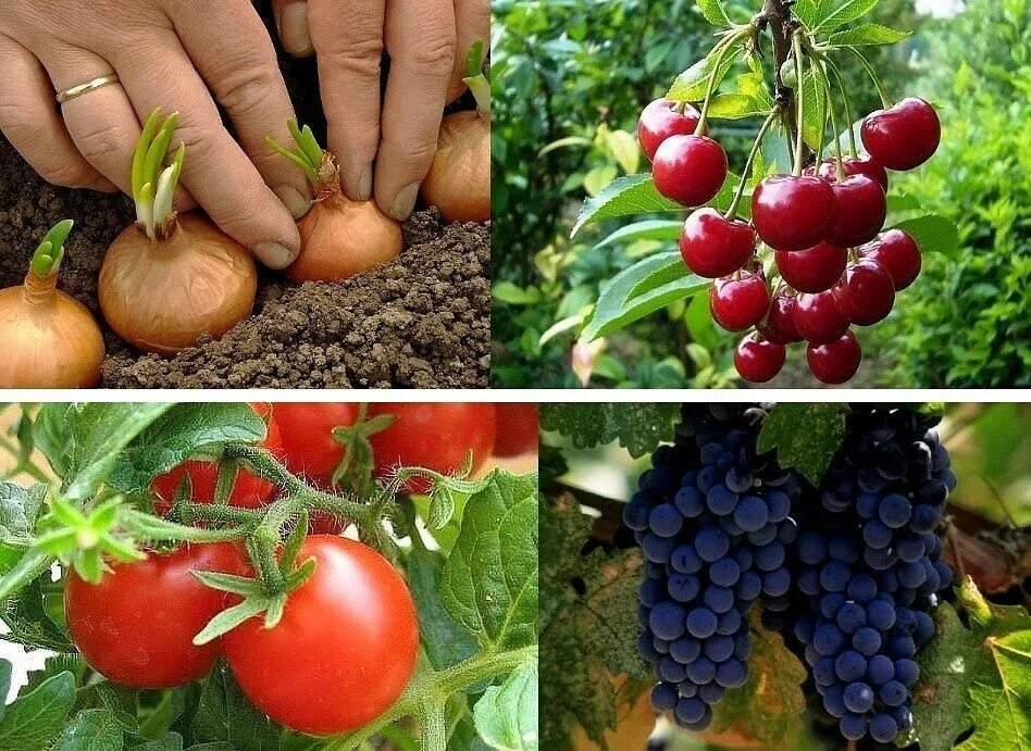 дача и сад полезные. дача и сад полезные. советы садоводам. дача сад огород. дача сад огород.