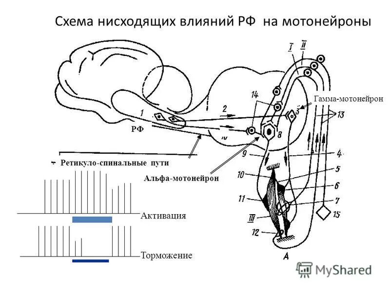 Нисходящая гамма