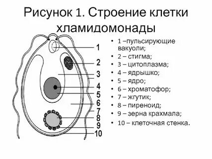 Структура клетки хламидомонады и функции таблица. Структура клетки хламидомонады и функции таблица