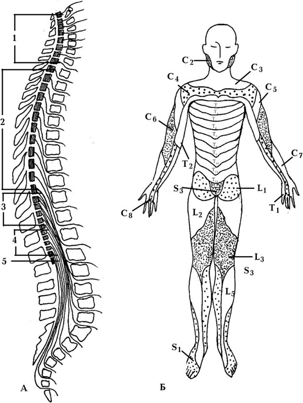 Топография сегментов спинного мозга. Сегментарное строение спинного мозга. Сегменты спинного мозга и спинномозговые нервы. S2-s4 сегментов спинного мозга. Паравертебральный отдел позвоночника