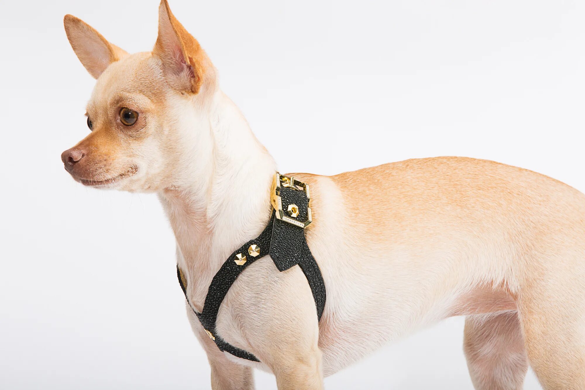 Шлейка для корги. Шлейка &quot;buddy&quot; 12мм вм130012. шлейка buddy 12 мм. 130012. собака люкс. шлейка бадди для кошек люкс.