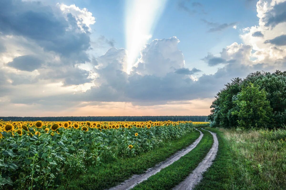 Фон для рабочего стола. Дорога в поле. Поле с дорогой. Красивое поле. Через поля полные.