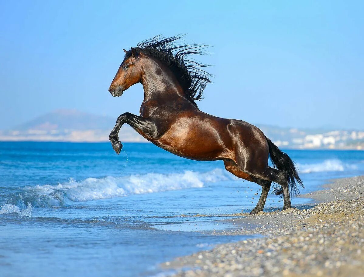 Черный конь скачет. Лошадь арабский скакун Мустанг. Гнедой Мустанг. Лошадь бежит.