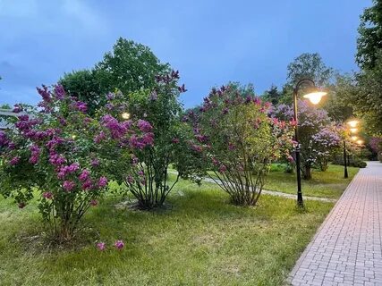 Сиреневый сад в сокольниках