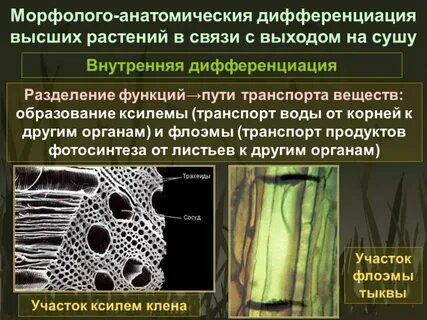 Дифференциация тканей растений