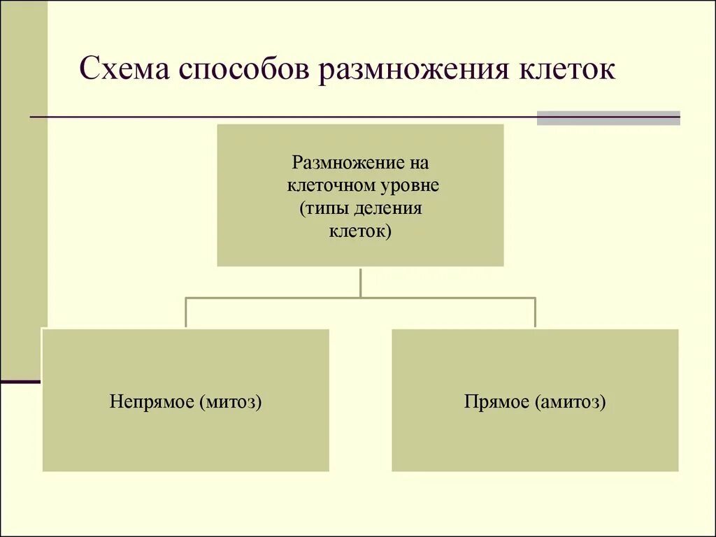 Виды размножения клеток. Процесс размножения схема клетки. Методы размножения клеток. Размножение клеток, способы размножение клеток. Размножение 2 способами людей