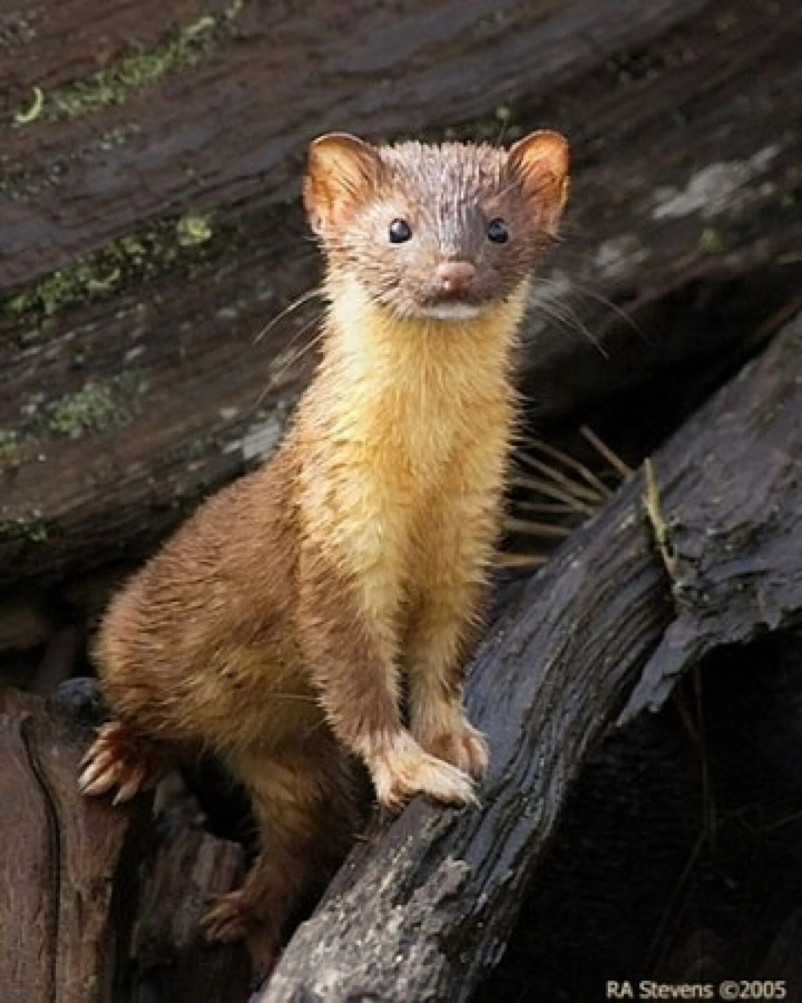 Зверек похожий на большой. Горностай (Mustela erminea). Ласка (Mustela nivalis). Ласка (Mustela nivalis) 2023. Пушной зверек.