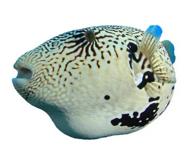 Pufferfish ядро
