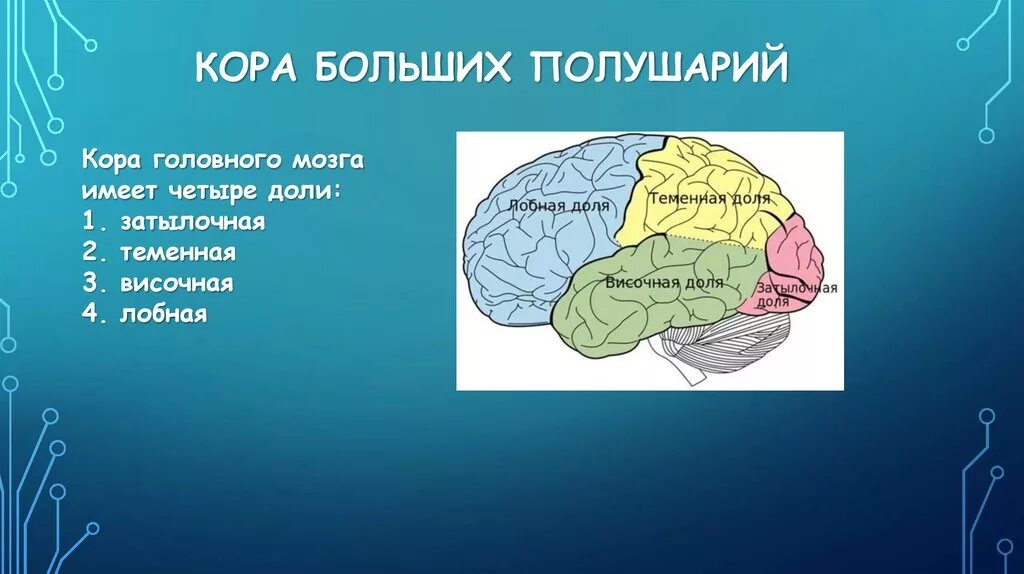 Доли коры больших полушарий. Доли коры больших полушарий головного мозга. В каждом полушарии долей