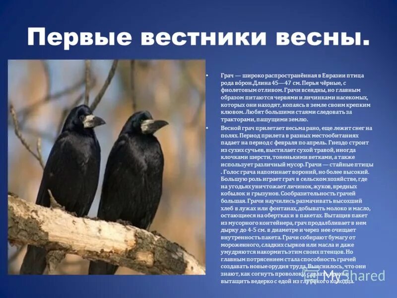 Первые вестники весны. Птицы вестники весны. Поведение птиц. Поведение птиц весной.