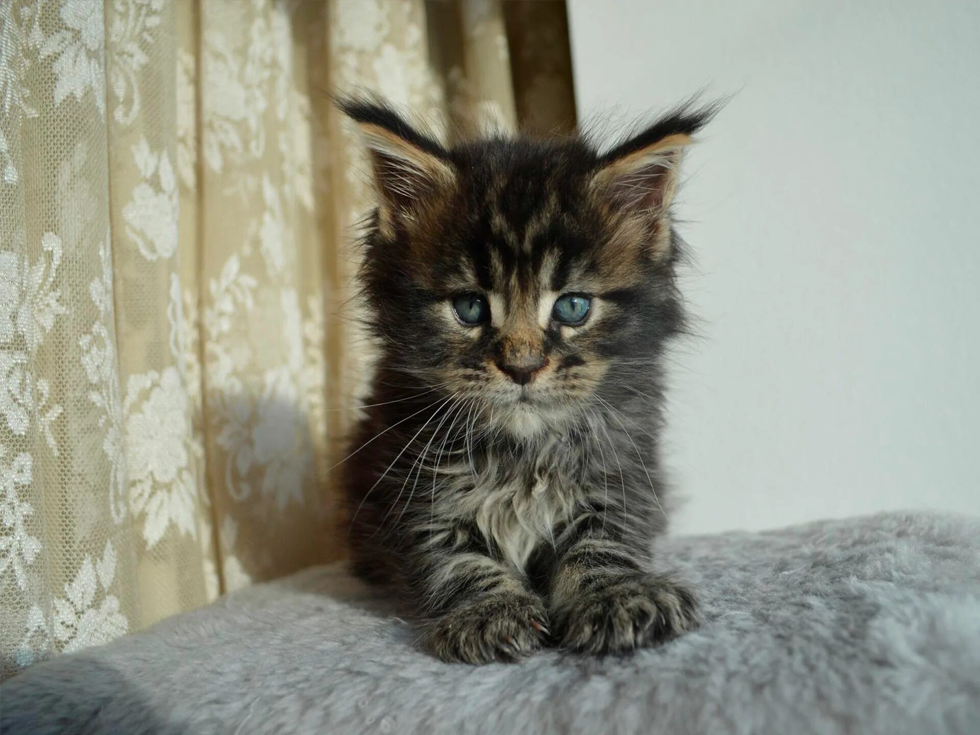 Меняет ли окрас котята мейн кун. Котята мейн-кун тюмень. Котята мейн кун неделя черные. Мейн кун 8 месяцев. Команда котиков.