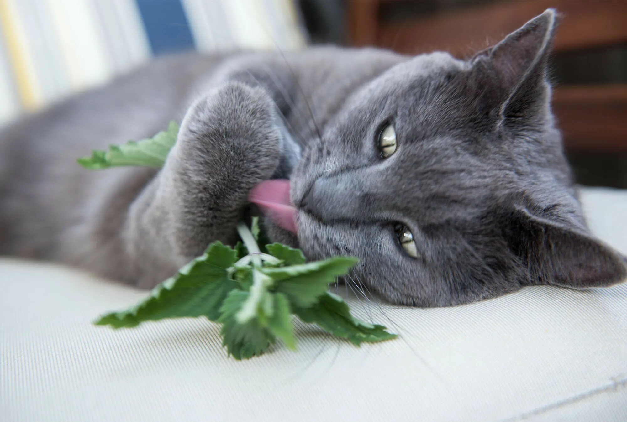 Котовник кошачий. Catnip Кошачья мята. Трава котовник кошачий. Кот нюхает мяту.