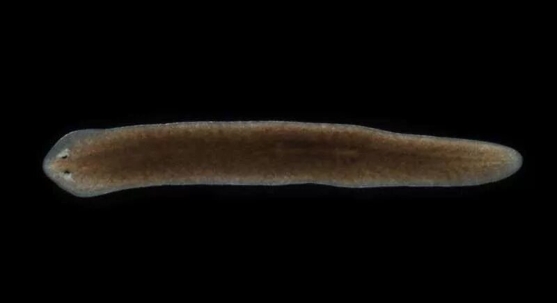 Черви планарии. Молочная планария среда обитания. Белая планария тип и класс. Планария терриколя. Ресничные черви турбеллярии байкала.