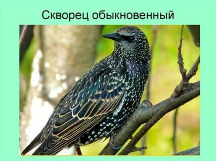 Красный скворец