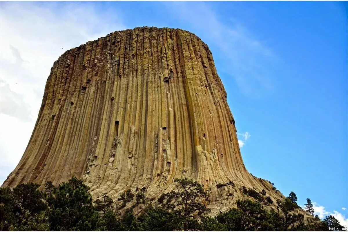 Кроличий сыч птенец. Башня дьявола вайоминг сша. Оловый. Орех маньчжурский (juglans nigra l. Пальмовый черный попугай.