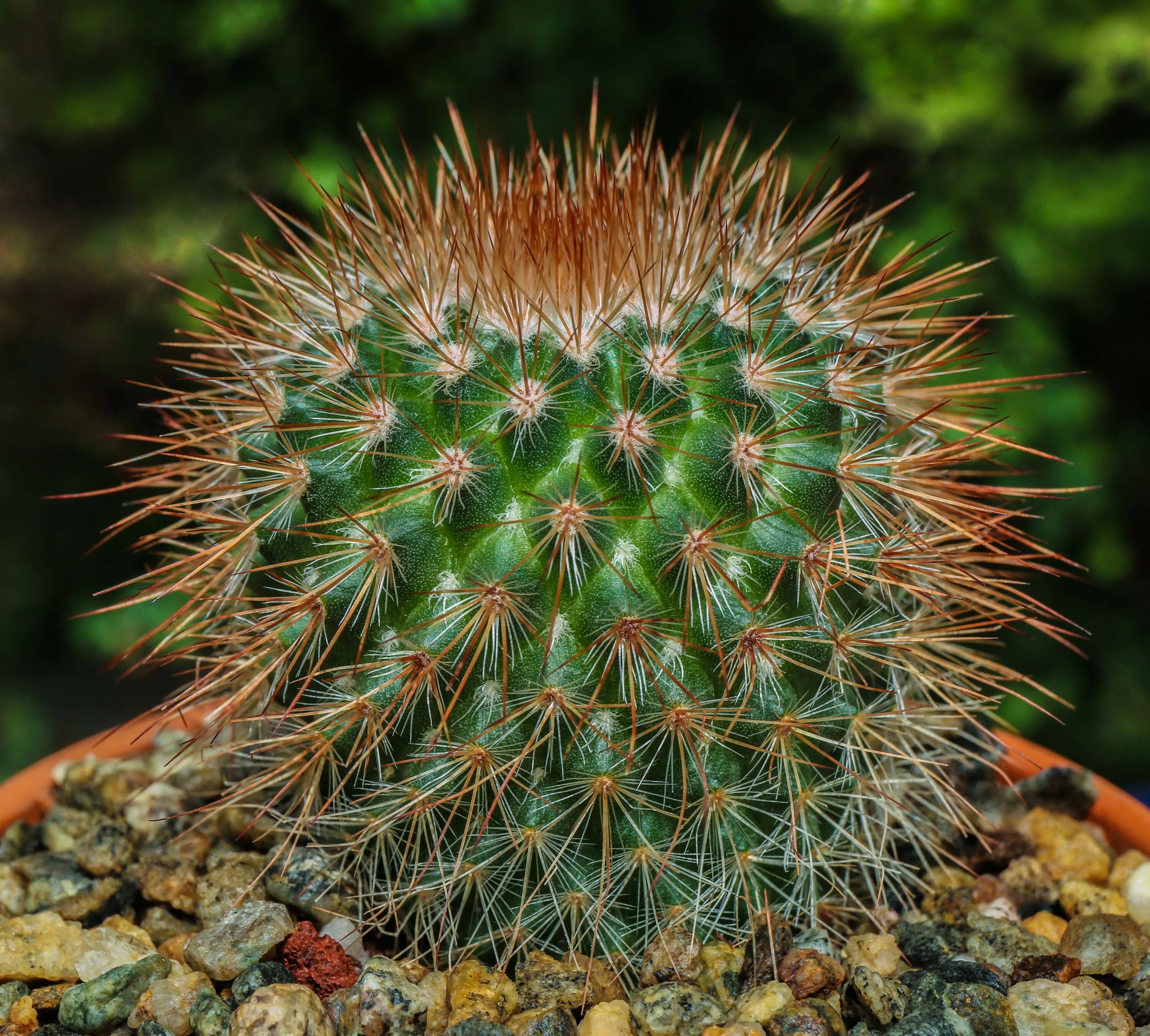 Маммиллярия спинозиссима. Кактус Маммиллярия. Кактус Mammillaria spinosissima. Маммиллярия бокасана.