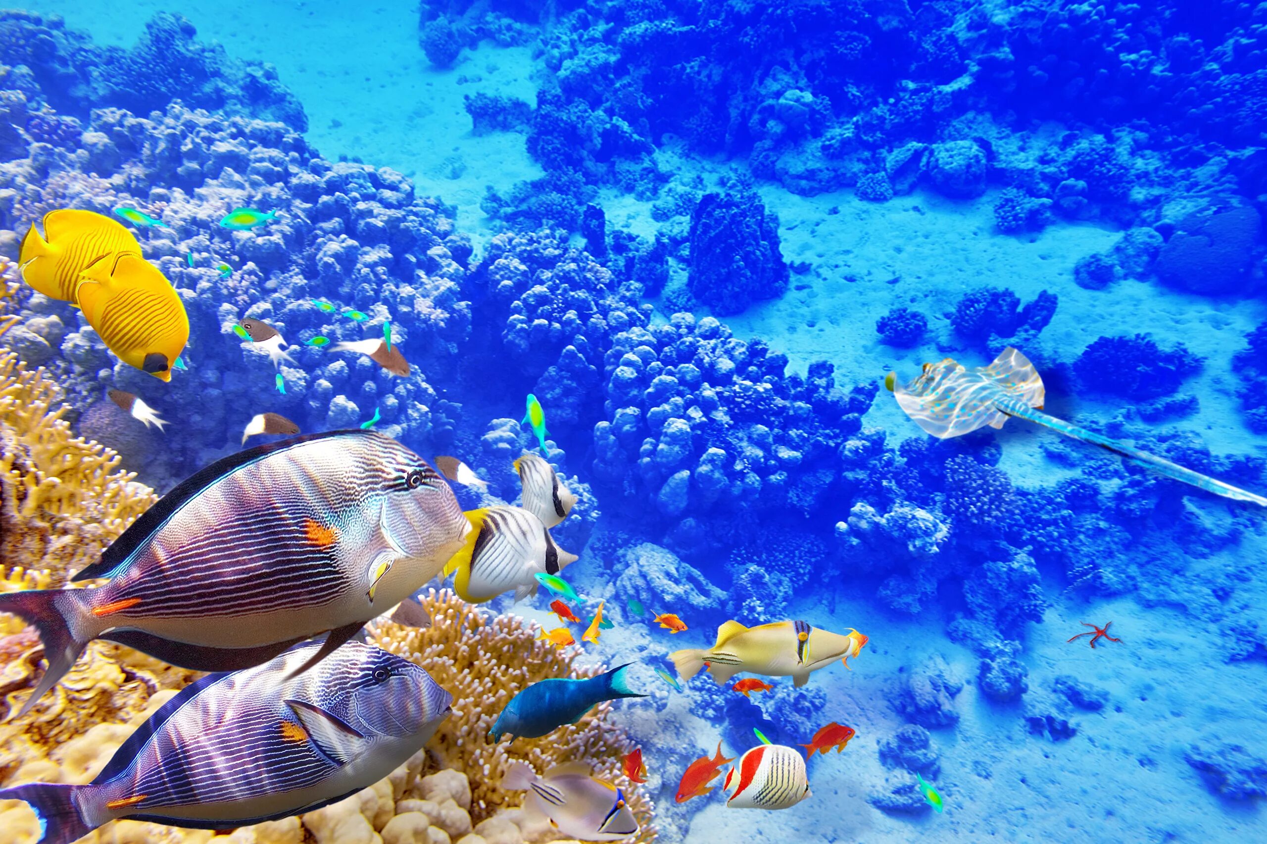 Животные кораллового рифа. Подводный мир Египта Шарм-Эль-Шейх. Рифы в океане. Коралловый риф в Шарм Эль Шейхе. Морской риф красное море.