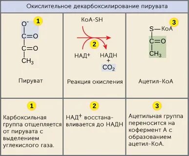 Последовательность энергетического обмена образование пировиноградной кислоты