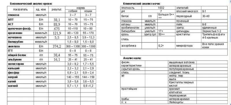 Общий и биохимический анализ в чем разница. Биохимическое исследование мочи норма. Биохимический анализ мочи показатели у детей. Биохимия анализ мочи расшифровка норма. Биохимический анализ мочи норма у детей.