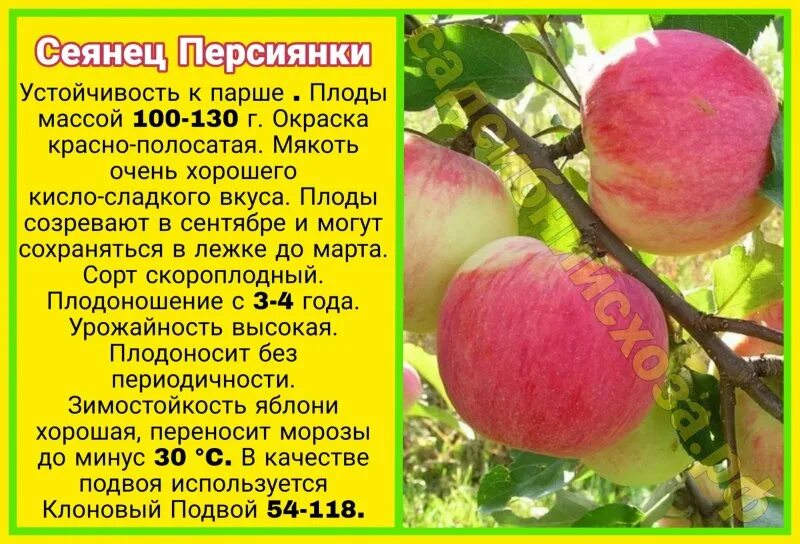 Купить Яблоня Персиянка в питомнике Смолинский за 600,00 руб - Зимние
