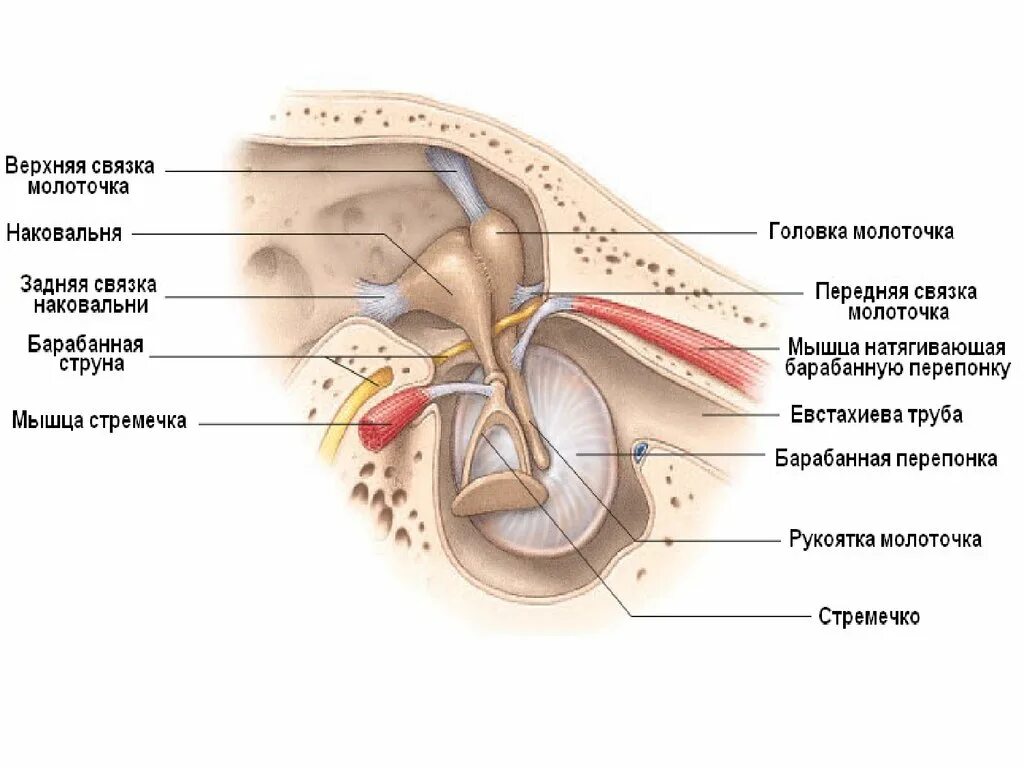 Мышца напрягающая барабанную перепонку анатомия. Мышца натягивающая барабанную перепонку иннервируется. Мышца среднего уха Стременная. Среднее ухо строение с мышцами.
