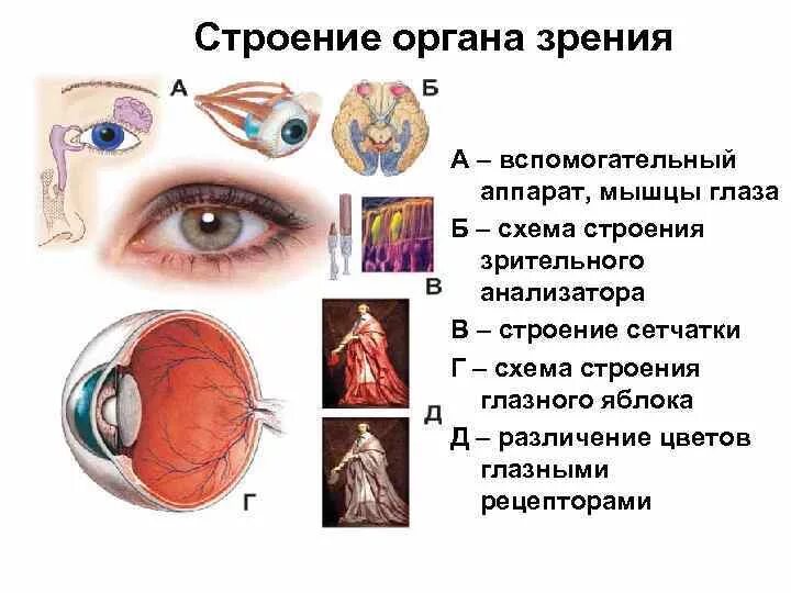 Глаз глазное яблоко вспомогательный аппарат. Орган зрения строение вспомогательный аппарат анатомия. Зрительный анализатор строение глаза. Строение вспомогательного аппарата органа зрения. Вспомогательный аппарат зрительного анализатора функции \.