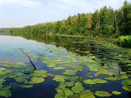 Ярвал