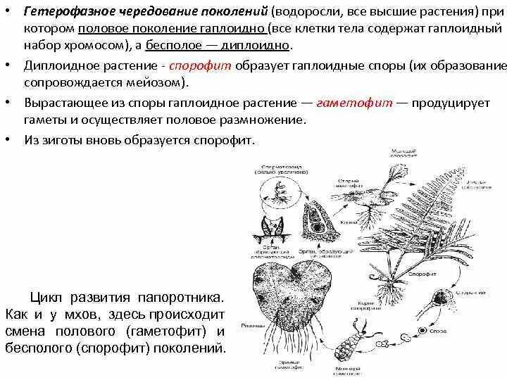 Какое поколение у водорослей. Размножение с чередованием поколений. Чередование поколений у водорослей. Схема чередования поколений у растений. Жизненный цикл чередование поколений у водорослей.