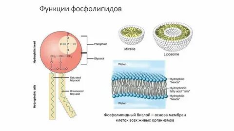 Углеводы и липиды егэ биология