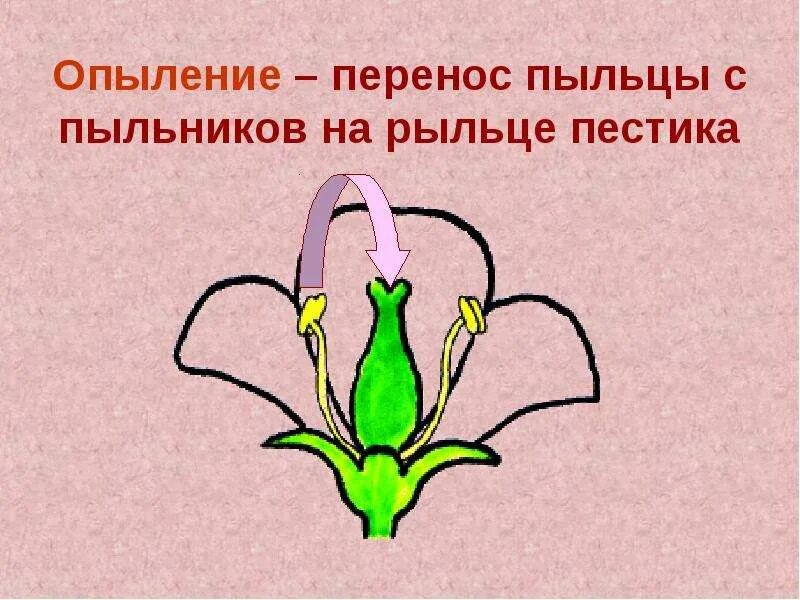 Самоопыление и перекрестное опыление. Цветение и опыление растений. Опыление схема. Опыление оплодотворение чашелистик цветок. Опыление оплодотворение чашелистик цветок.