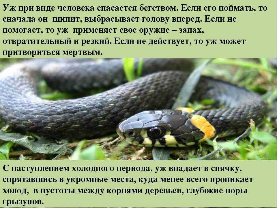 Змея содержание. Уж обыкновенный описание. описание змеи ужа. змея уж обыкновенный описание. змея гадюка ядовитая описание.