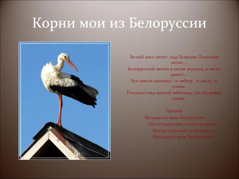 Ротару аист на крыше текст. Белый Аист песня. Стих про аиста. Белый Аист интересные факты. Белый Аист Беларусь.