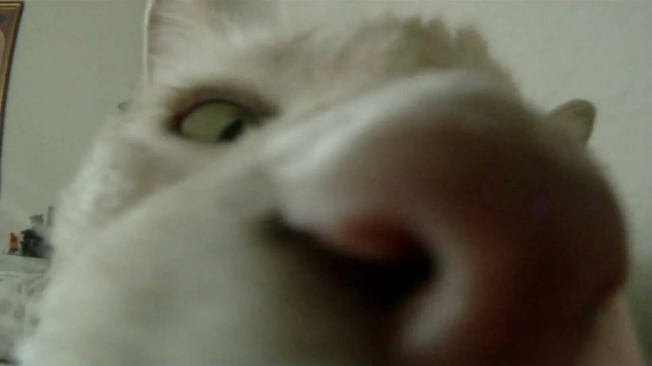 Кошки нюхают носы