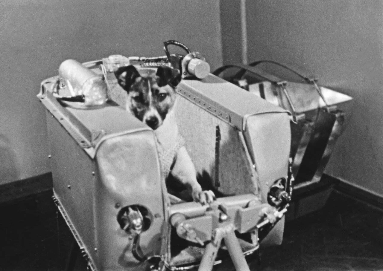Космосе после собаки. Лайка 1957. Первая собака космонавт лайка. Собака лайка 1957. Лайка космонавт 1957.