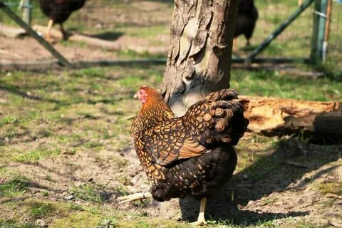 Золотистая куры