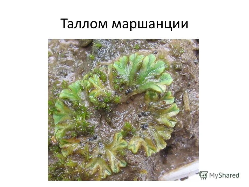 признаки строения водорослей. строение слоевища ламинарии. строение водоросли ламинарии. строение слоевища ламинарии. строение таллома бурых водорослей.