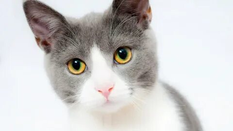 Porno jinsiy aloqa gey erkaklar